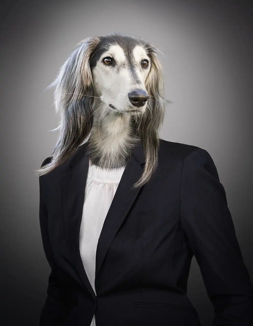 A dog wearing a smart buisness suit